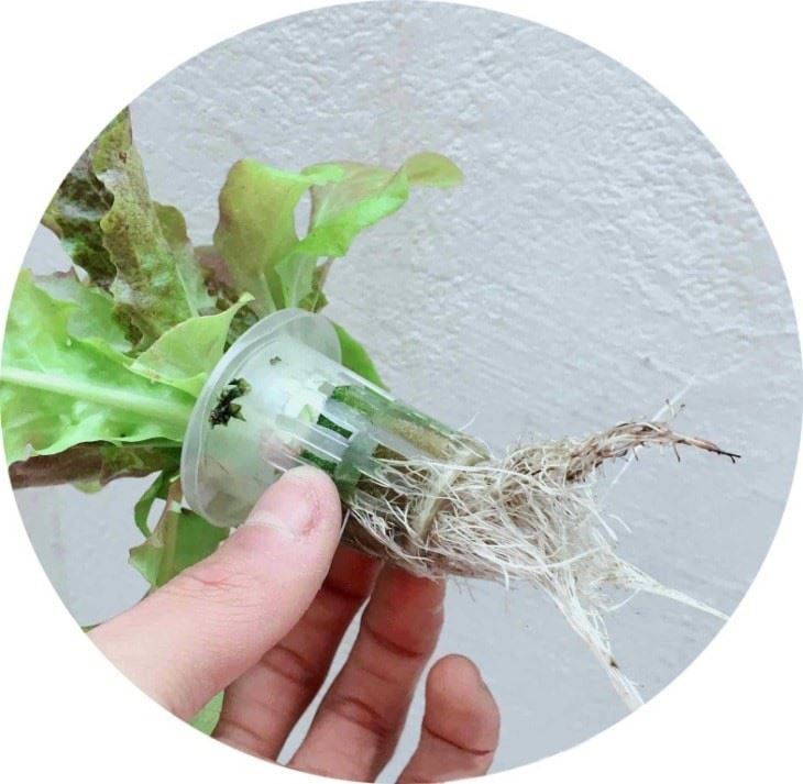 LED Hydroponic Grow Kit